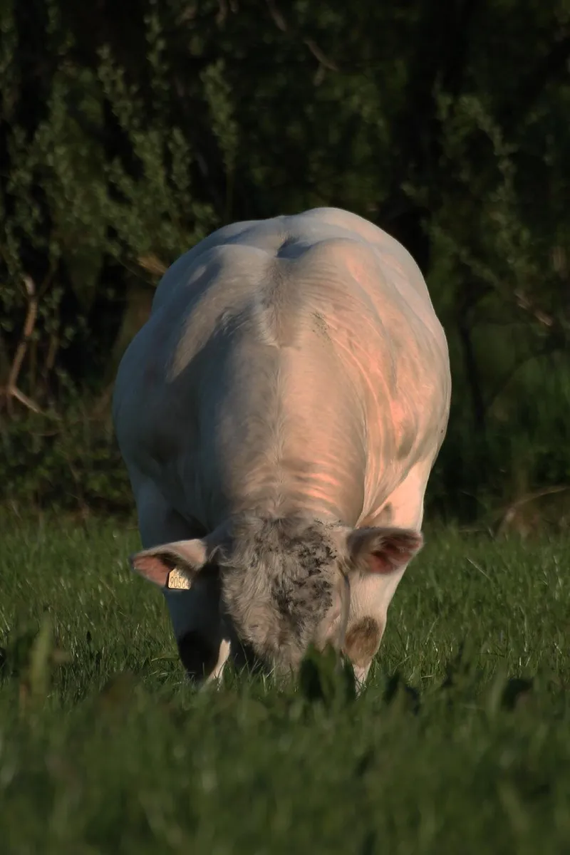 Pedigree charolais bull - Image 3