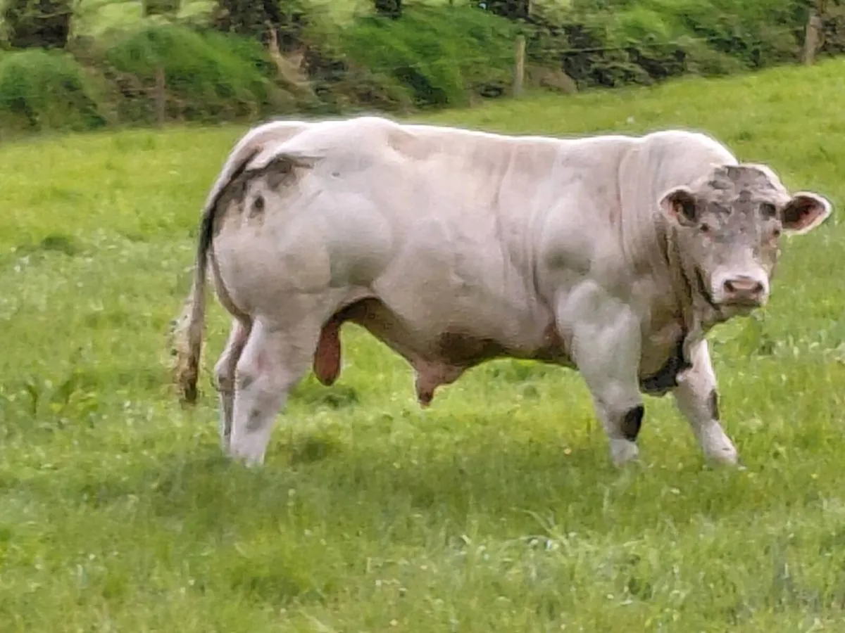 Pedigree charolais bull - Image 4