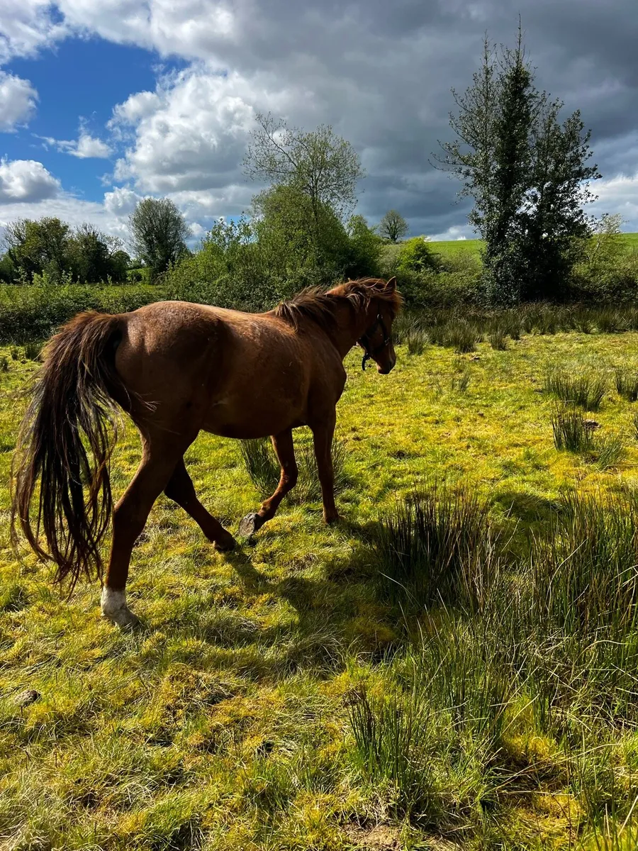 Horse - Image 2
