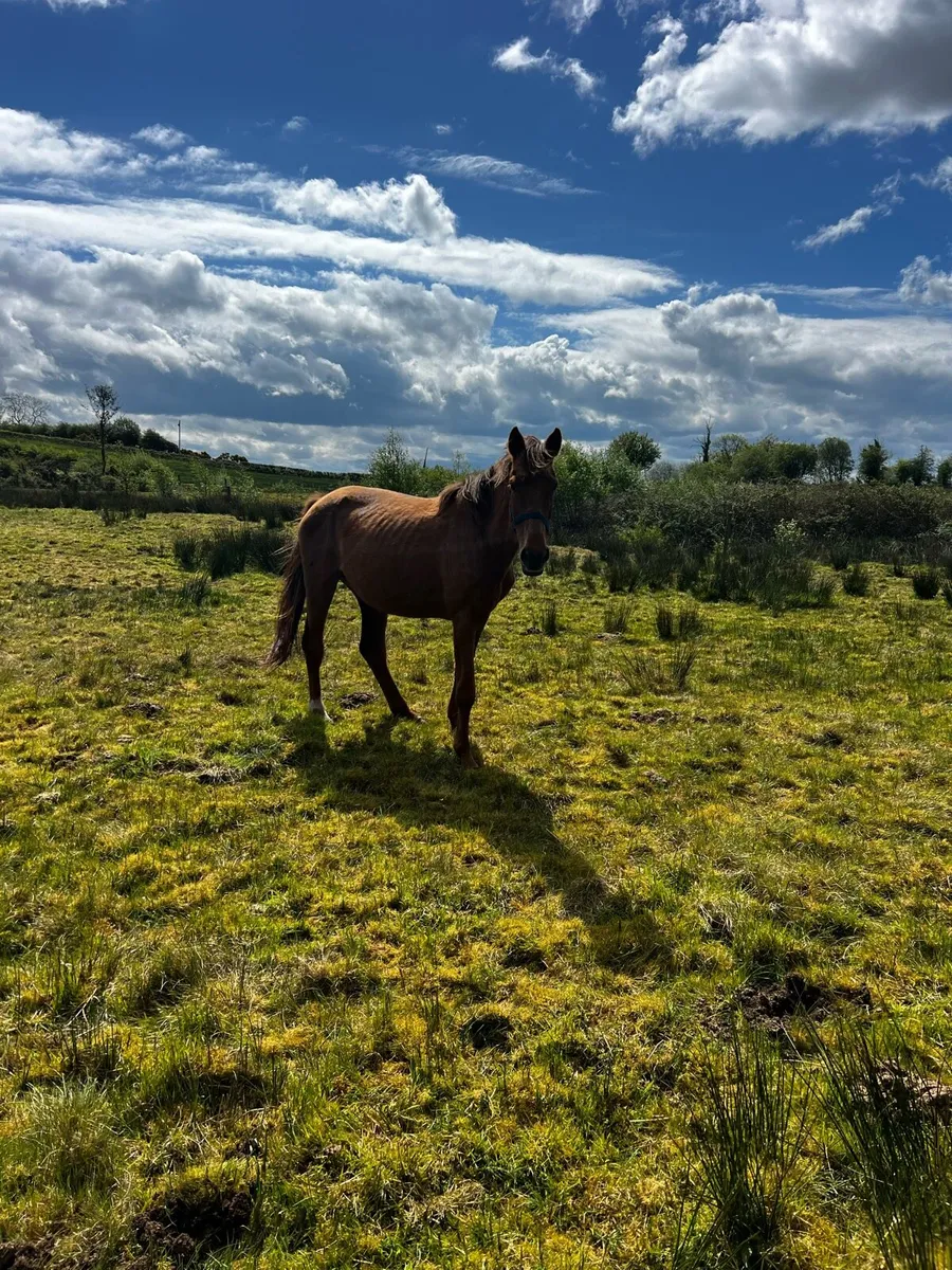 Horse - Image 3