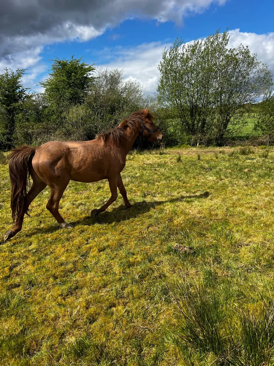 Horse - Image 1