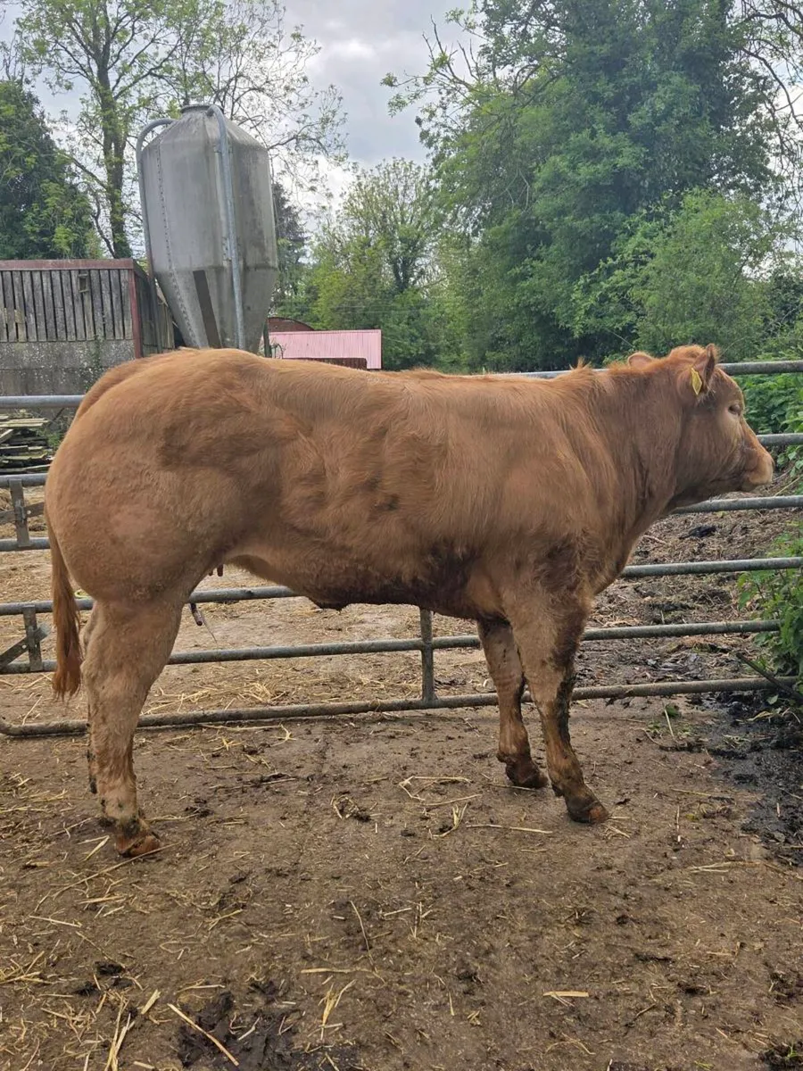Show heifer