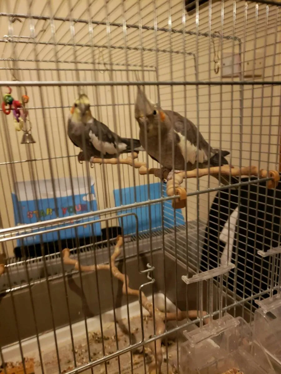 Cocktails/Budgies+hatching - Image 1