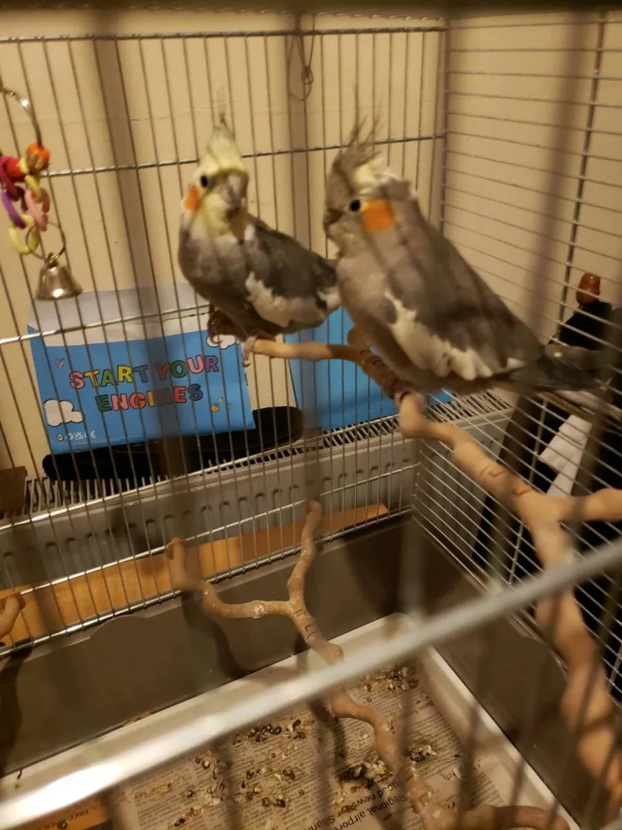 Cocktails/Budgies+hatching - Image 2
