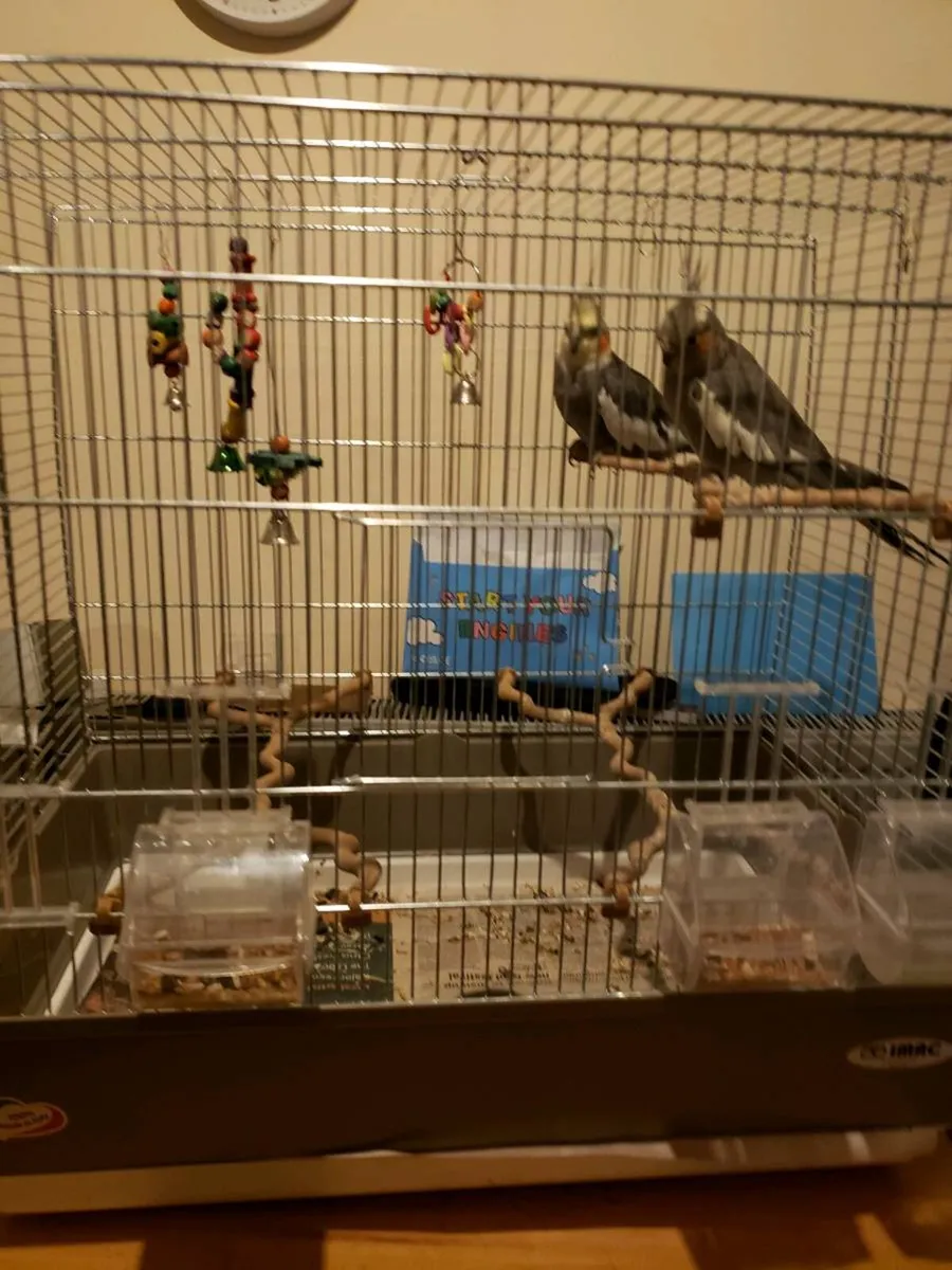 Cocktails/Budgies+hatching - Image 3