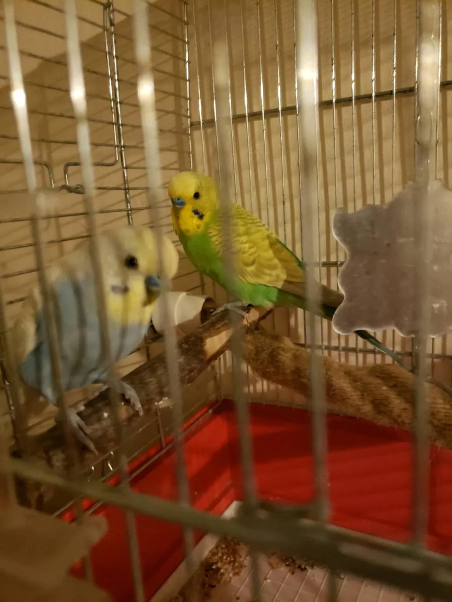 Cocktails/Budgies+hatching - Image 4