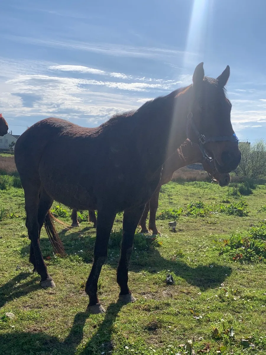 TB Mare - Image 1