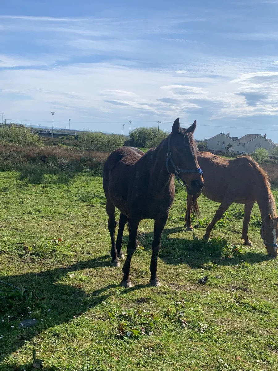TB Mare - Image 2