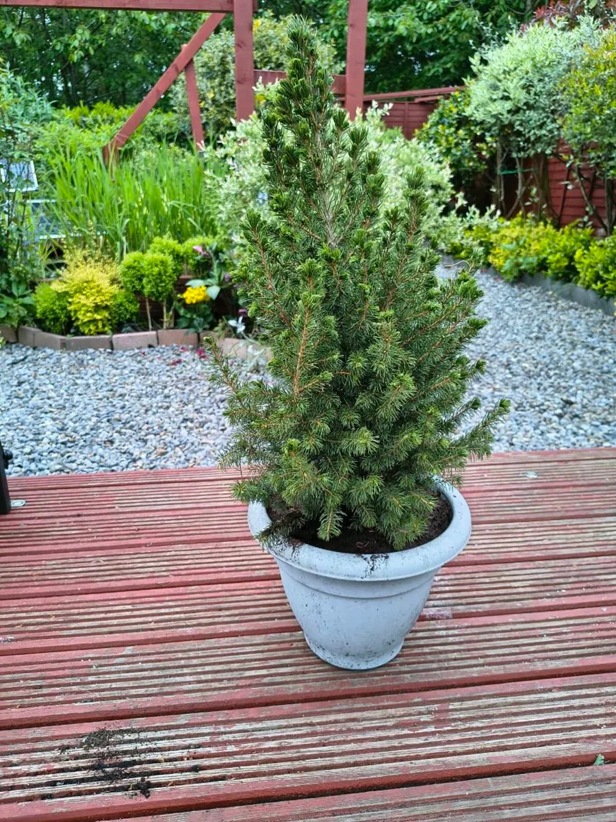 Evergreen Tree - Image 1