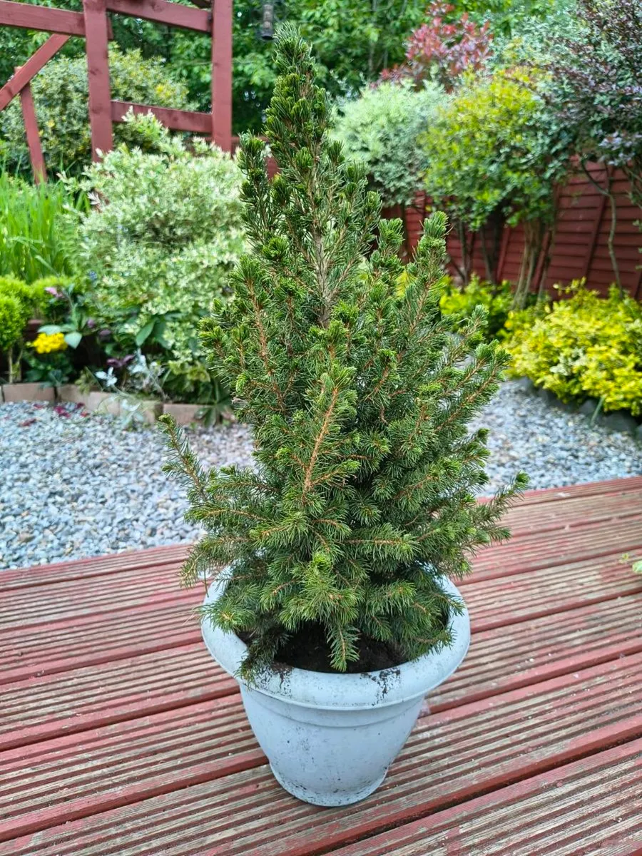 Evergreen Tree - Image 2