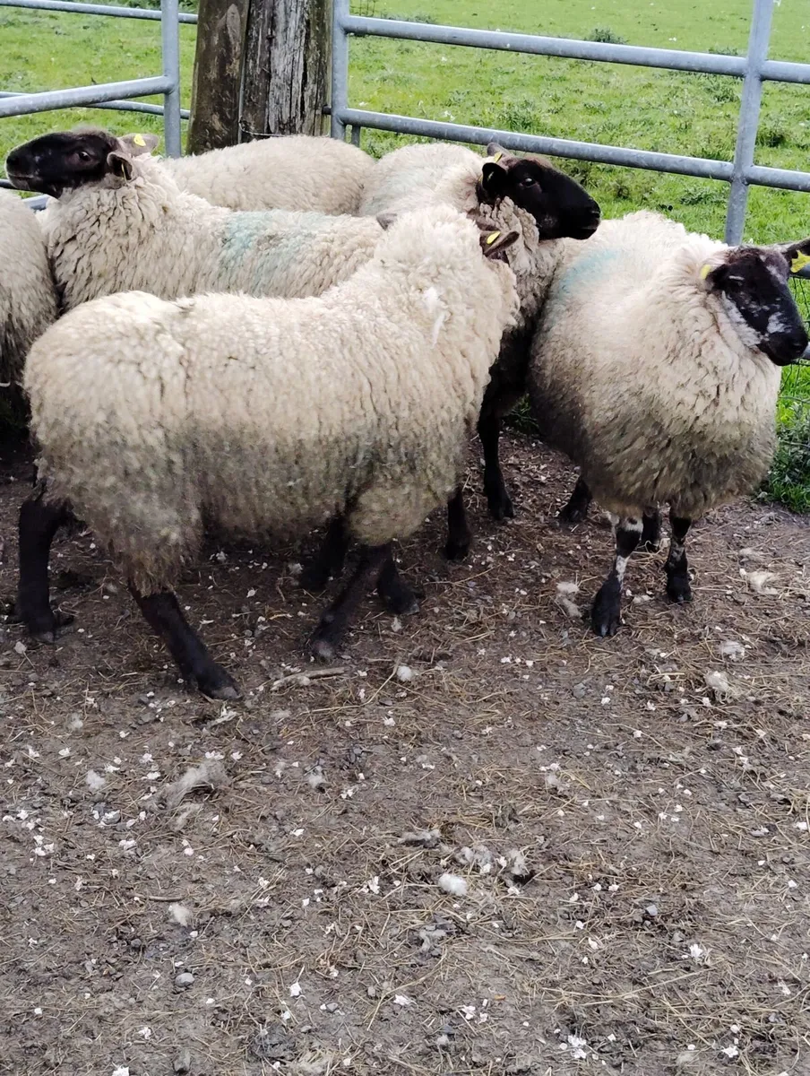 Borris Hoggets - Image 2