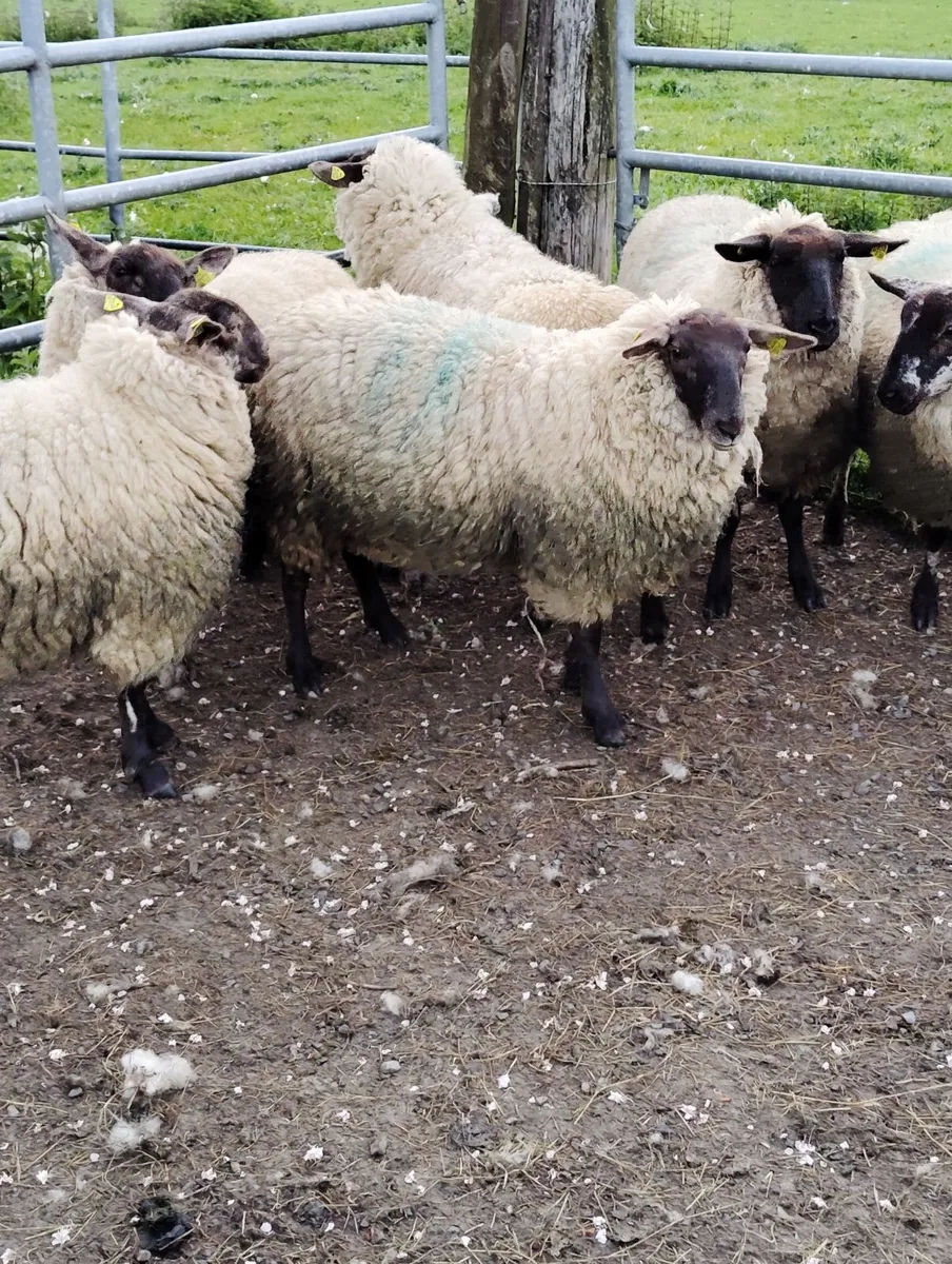 Borris Hoggets - Image 1