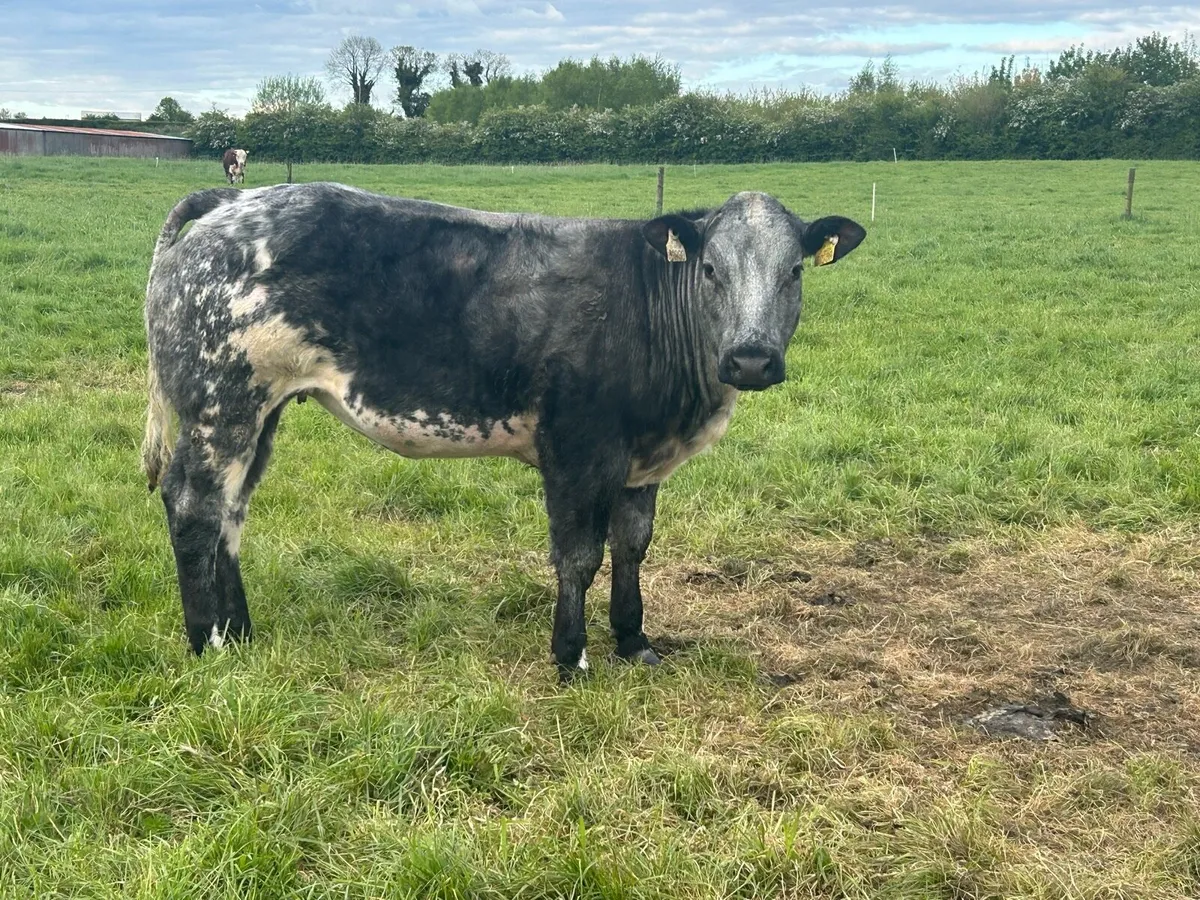 Roan blue heifer - Image 2