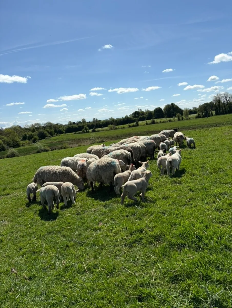 34 ewes with 45 lambs - Image 1