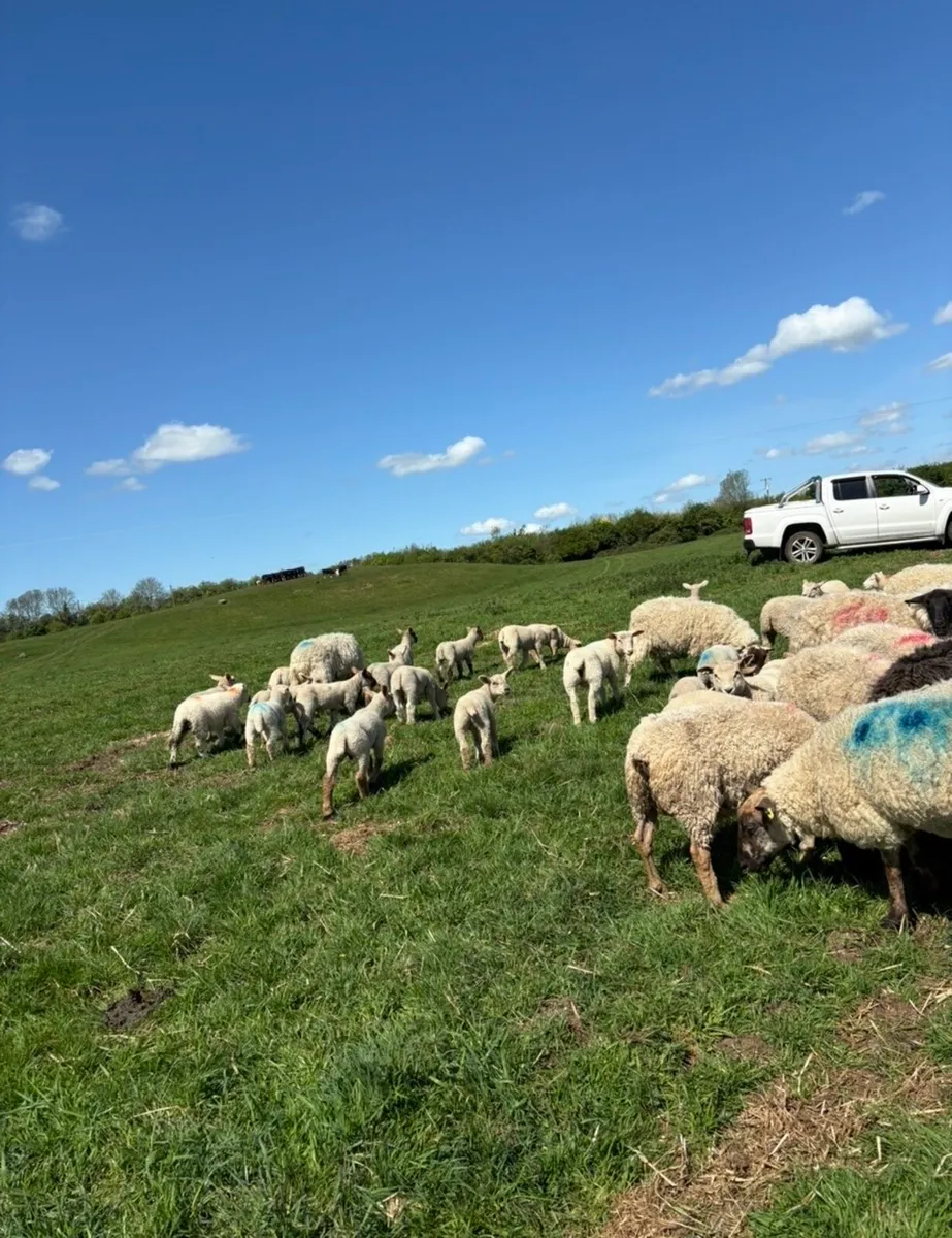 34 ewes with 45 lambs - Image 2