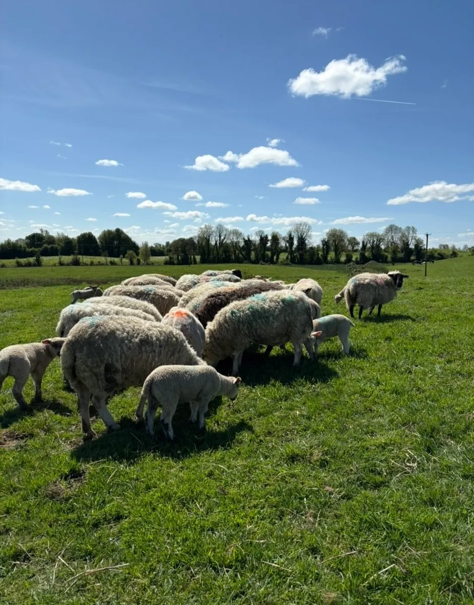 34 ewes with 45 lambs - Image 3