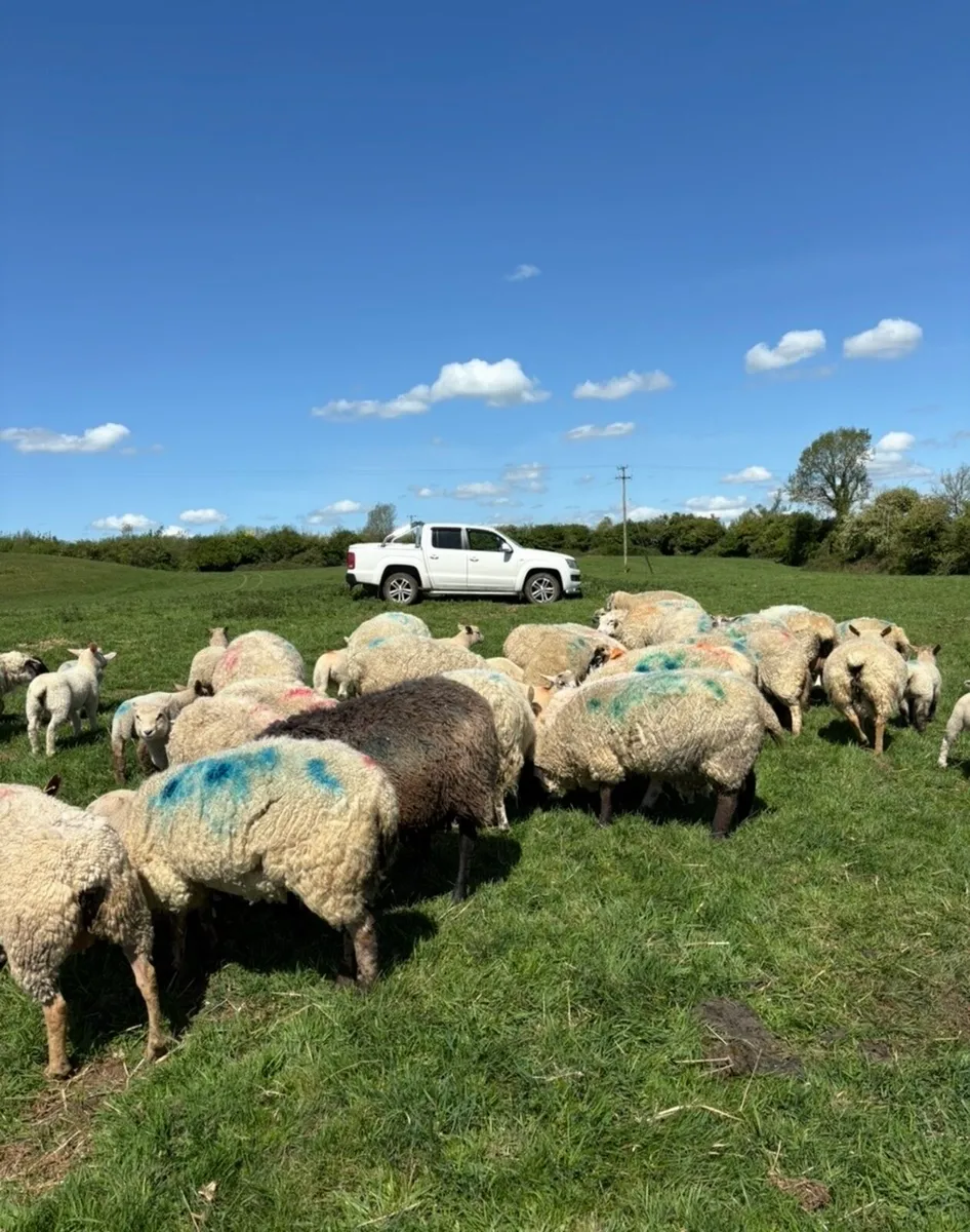 34 ewes with 45 lambs - Image 4