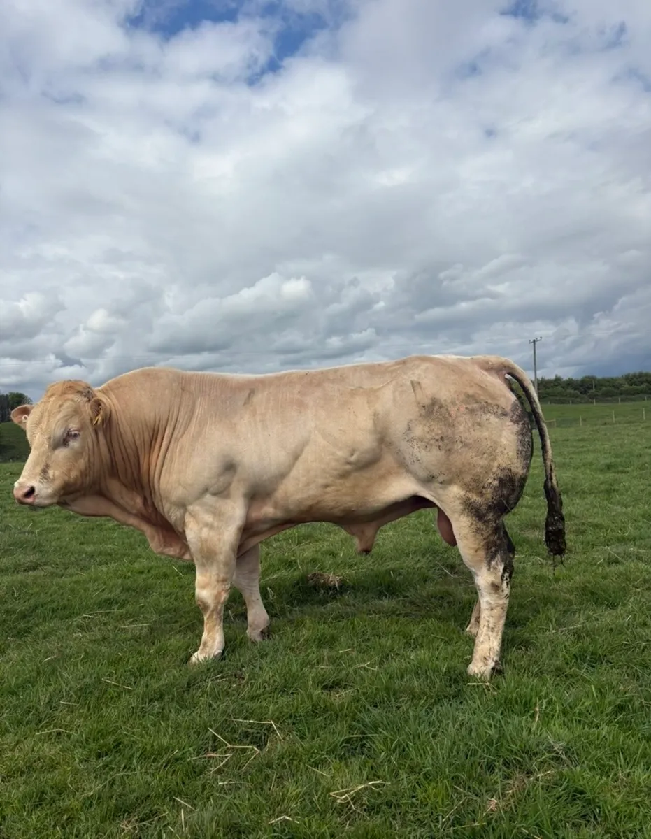 Super Pure bred blonde bull for sale🔥 - Image 1