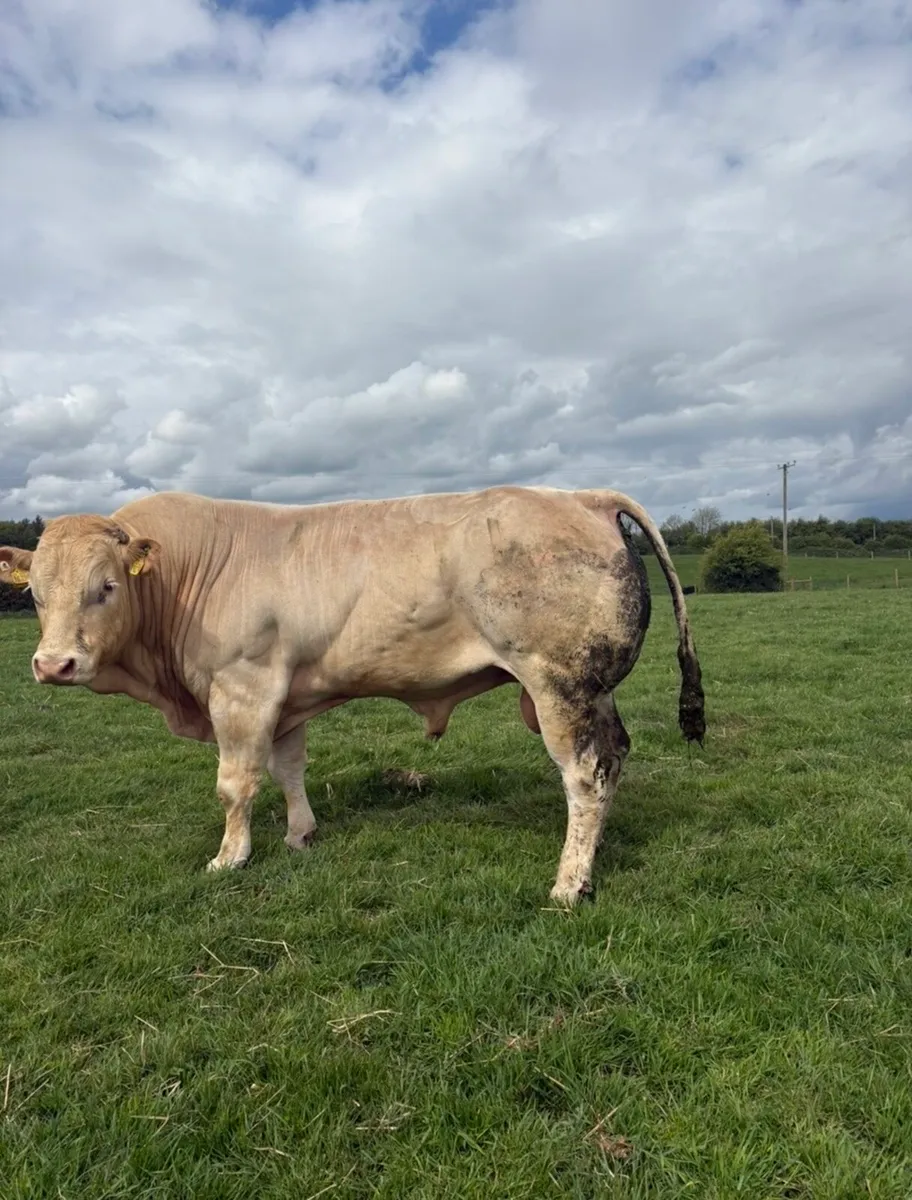 Super Pure bred blonde bull for sale🔥 - Image 2