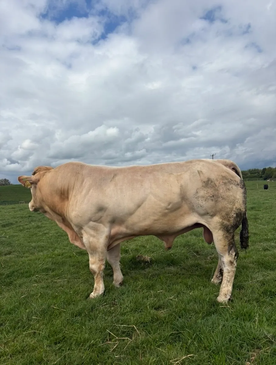 Super Pure bred blonde bull for sale🔥 - Image 3
