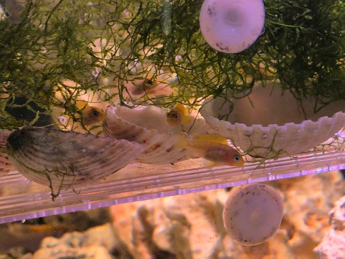 Cichlids - Image 3