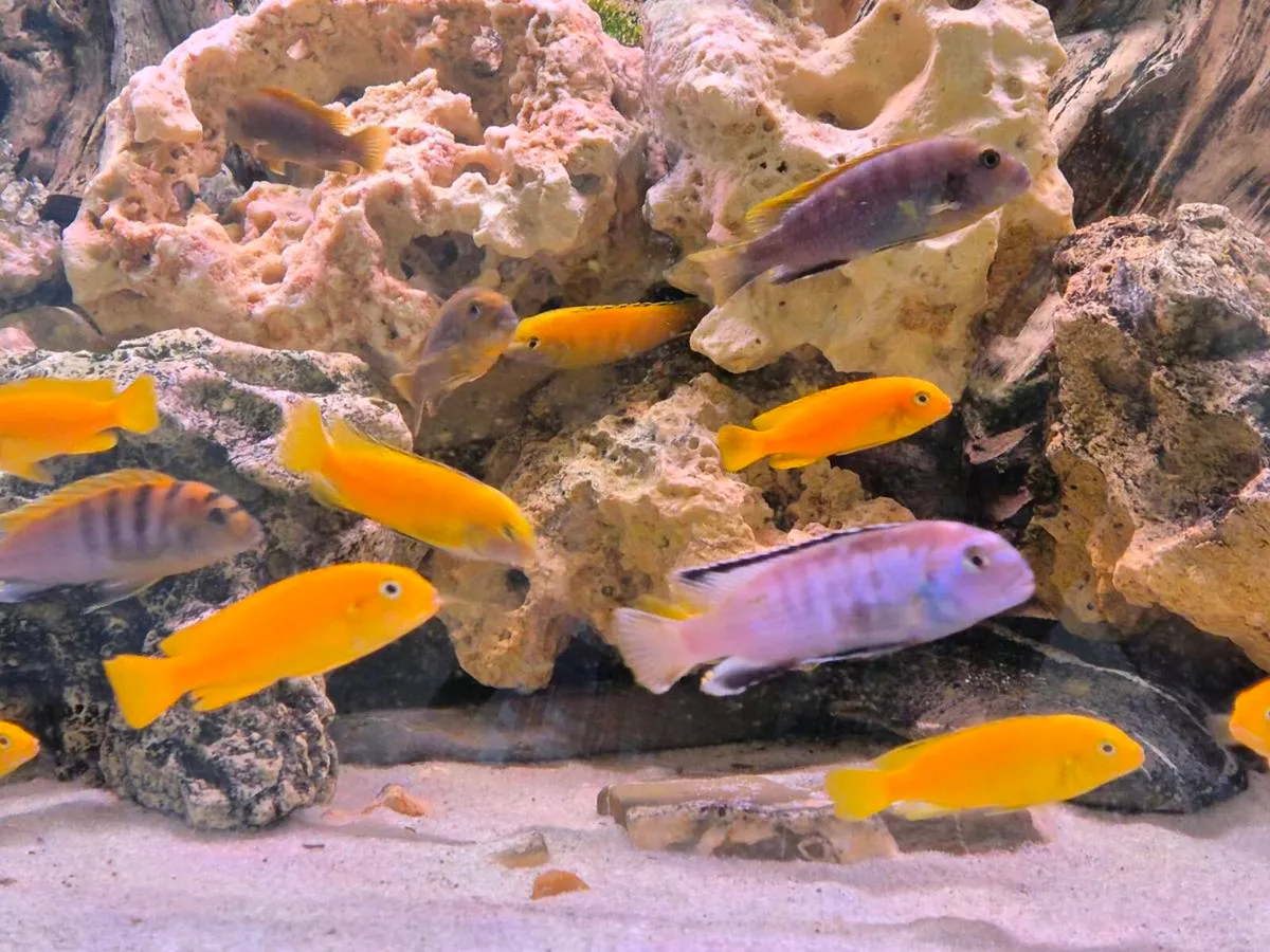 Cichlids - Image 4