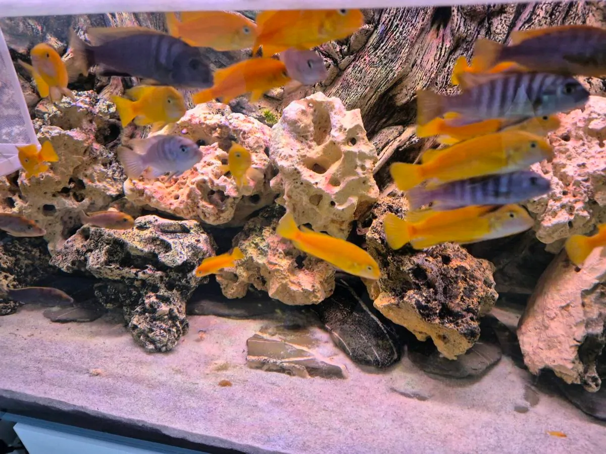Cichlids - Image 2
