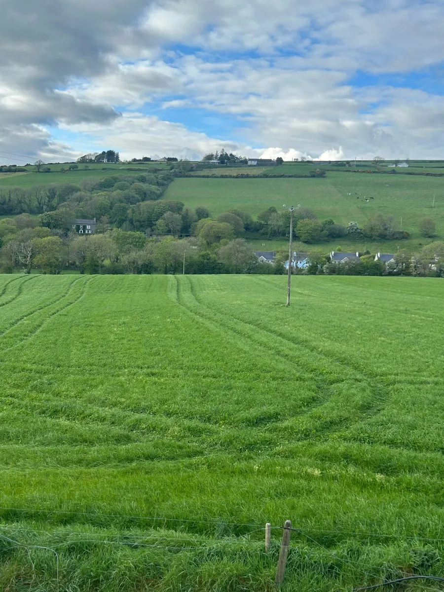 Growing silage - Image 2