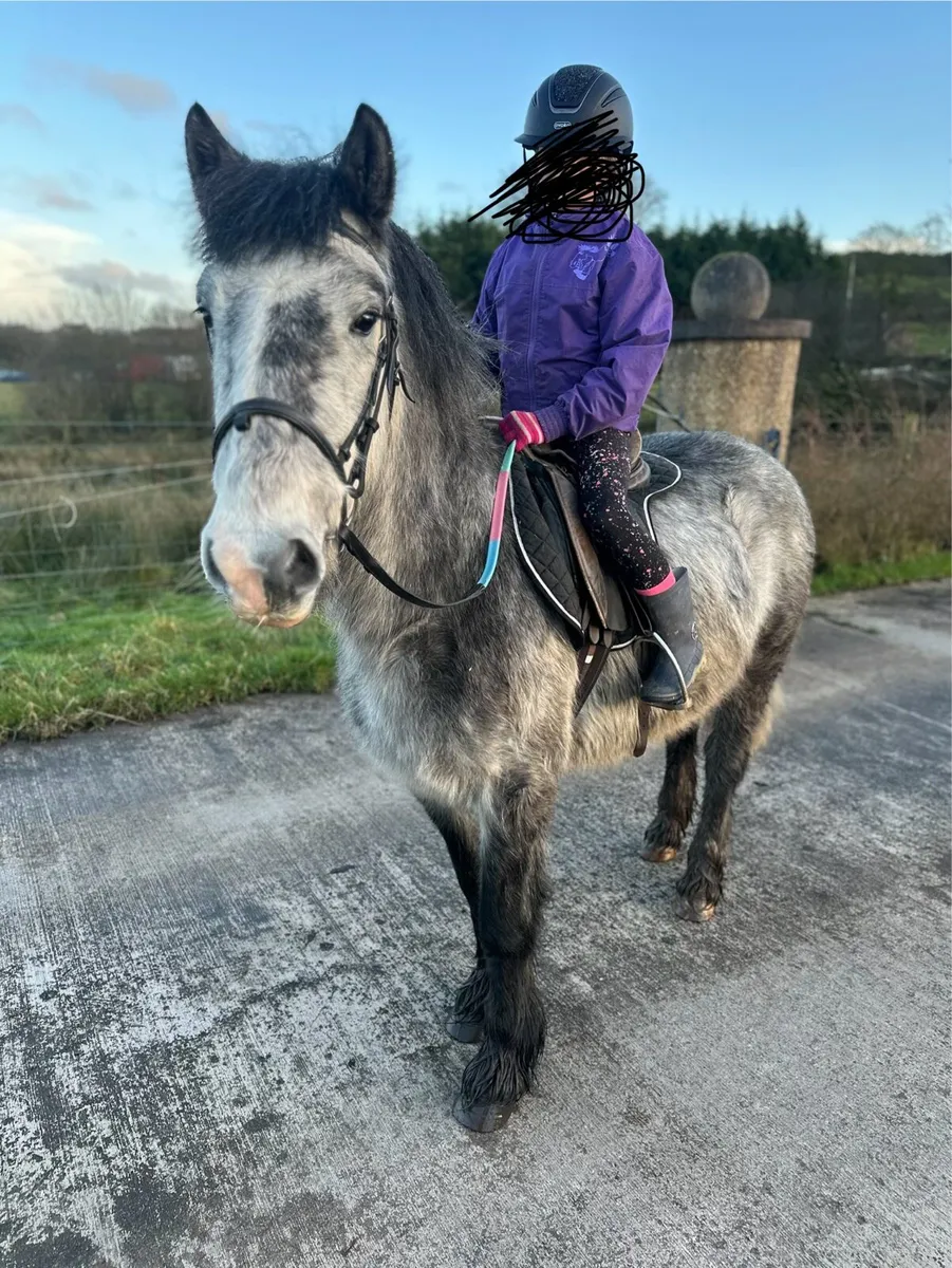 Grey Gelding - Image 4
