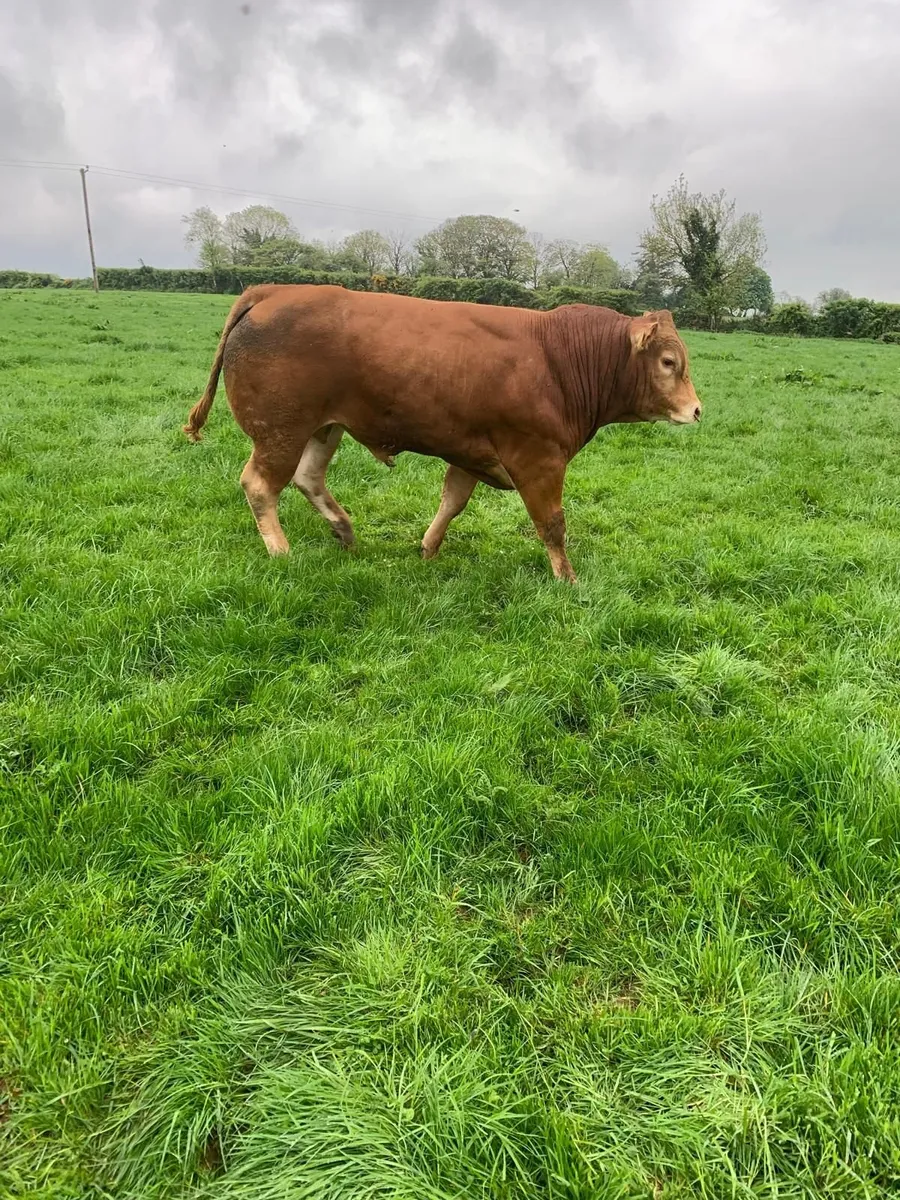 Bull - Image 1