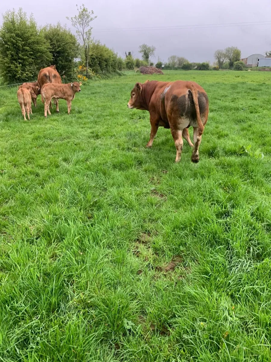 Bull - Image 2