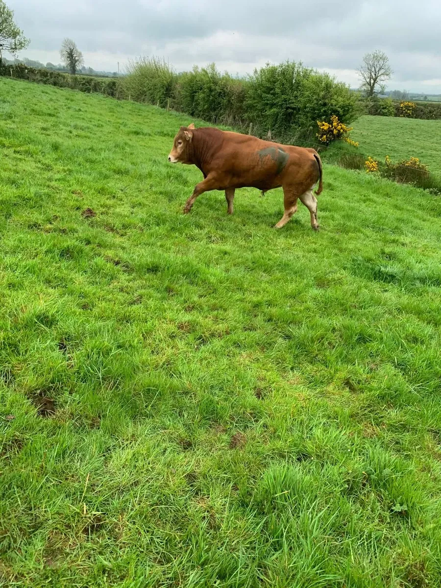 Bull - Image 3