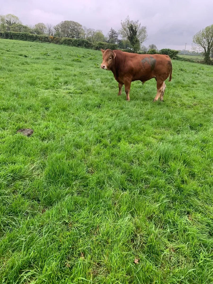 Bull - Image 4