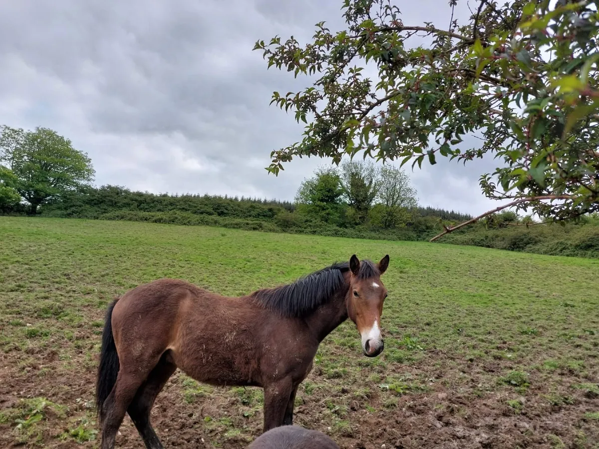 Colt 10 month foal sport horse - Image 2