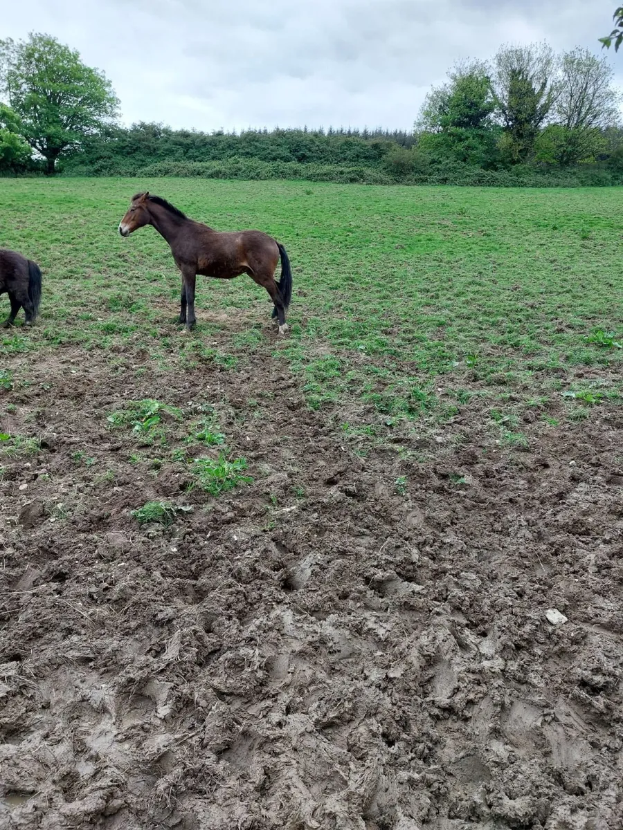 Colt 10 month foal sport horse - Image 3
