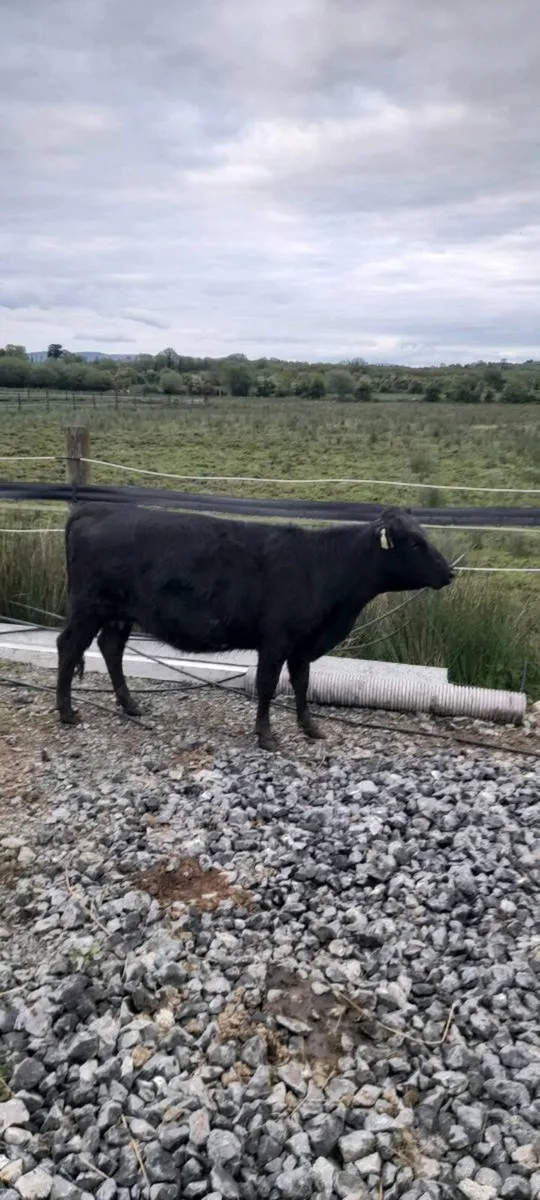 Dexter Polled Bull - Image 2