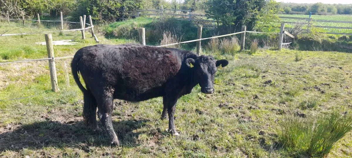 Dexter Polled Bull - Image 3