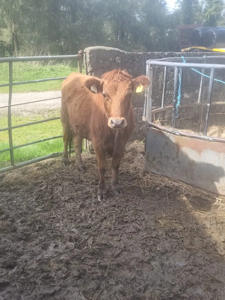 Dexter Polled Bull - Image 4