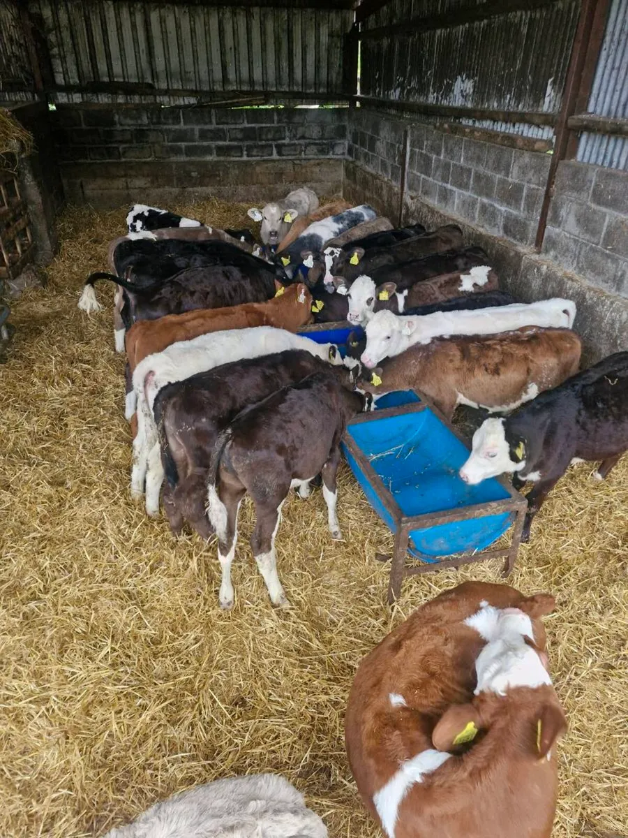 Calfs - Image 1