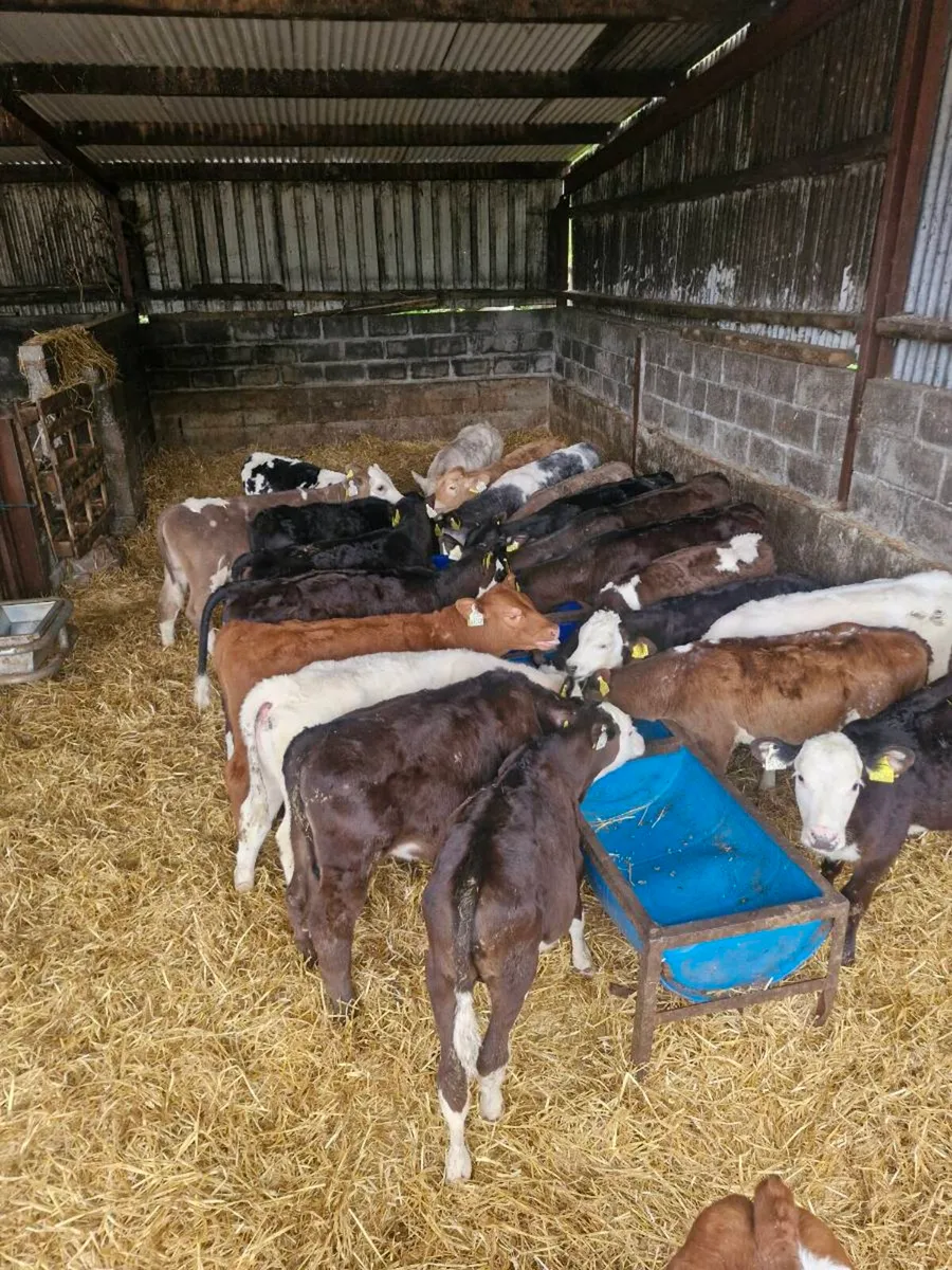 Calfs - Image 2