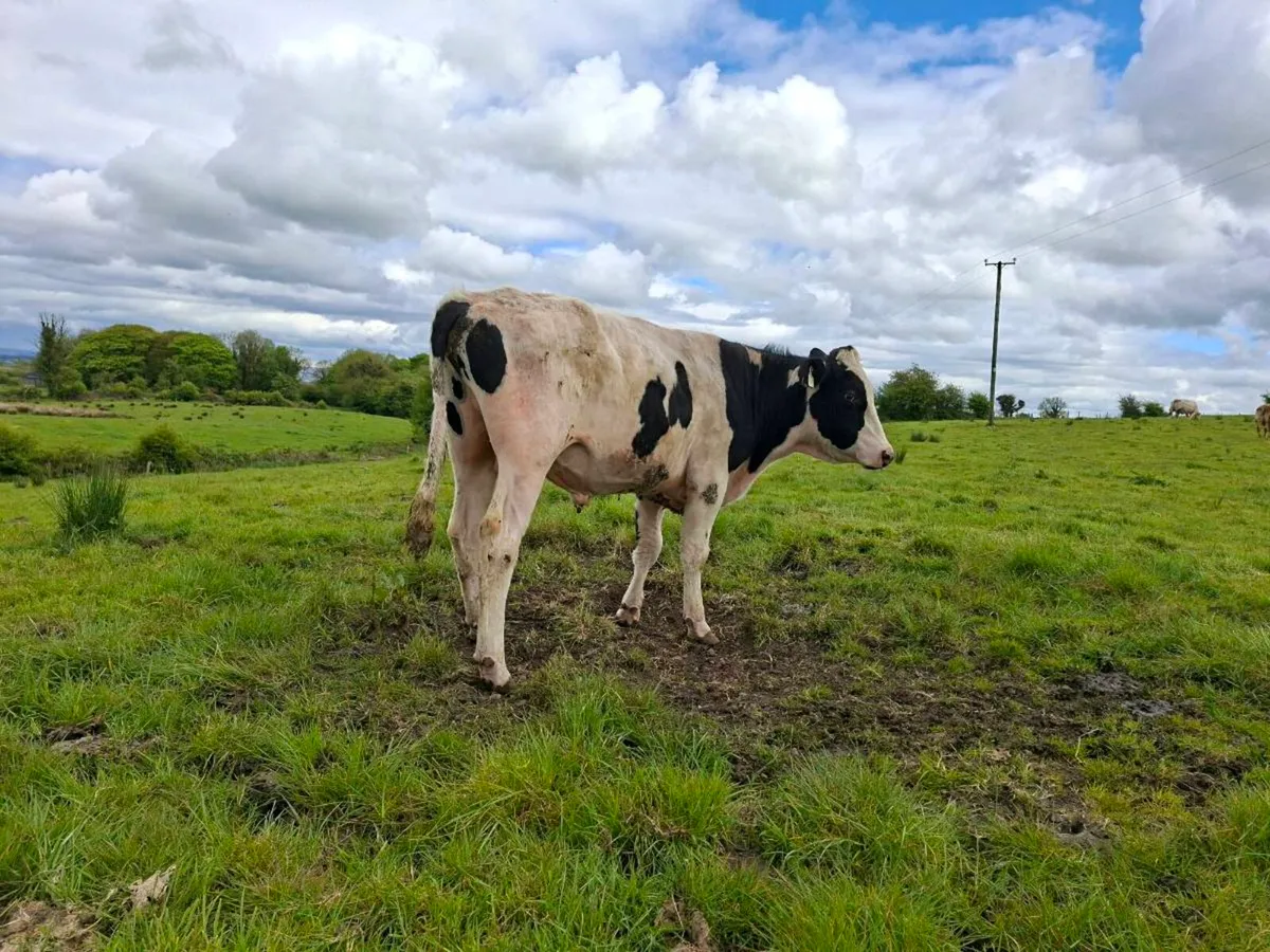 Teaser bull - Image 1