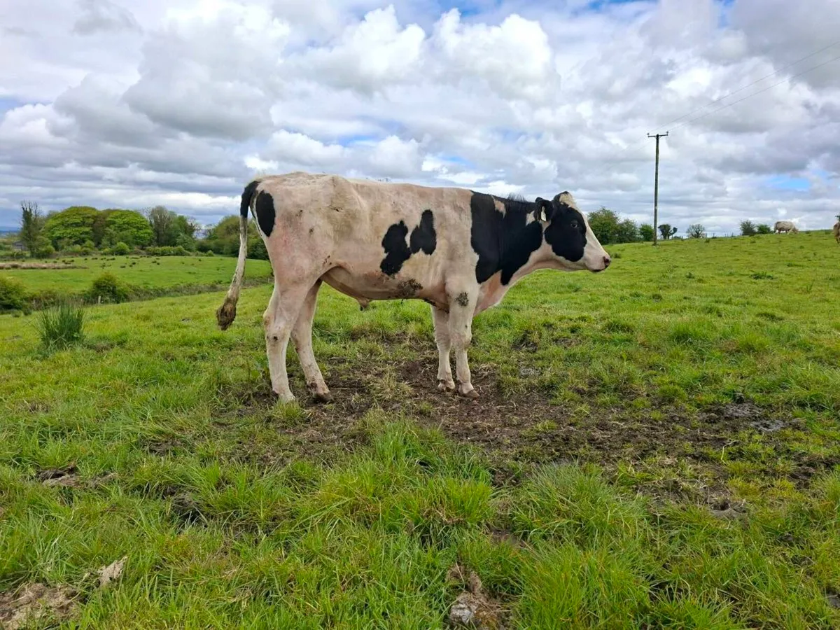 Teaser bull - Image 2