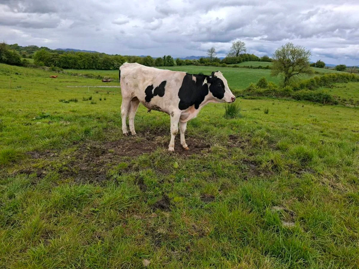 Teaser bull - Image 3