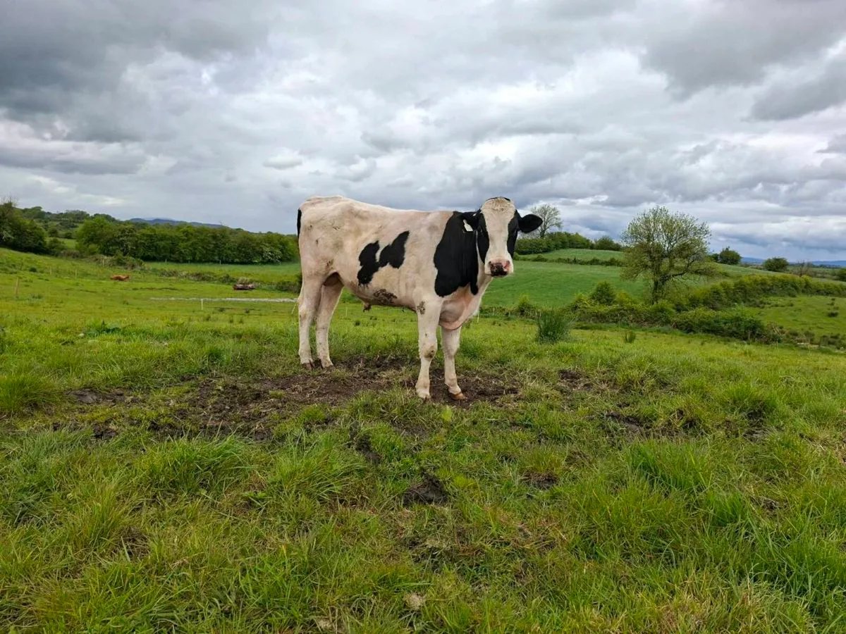 Teaser bull - Image 4