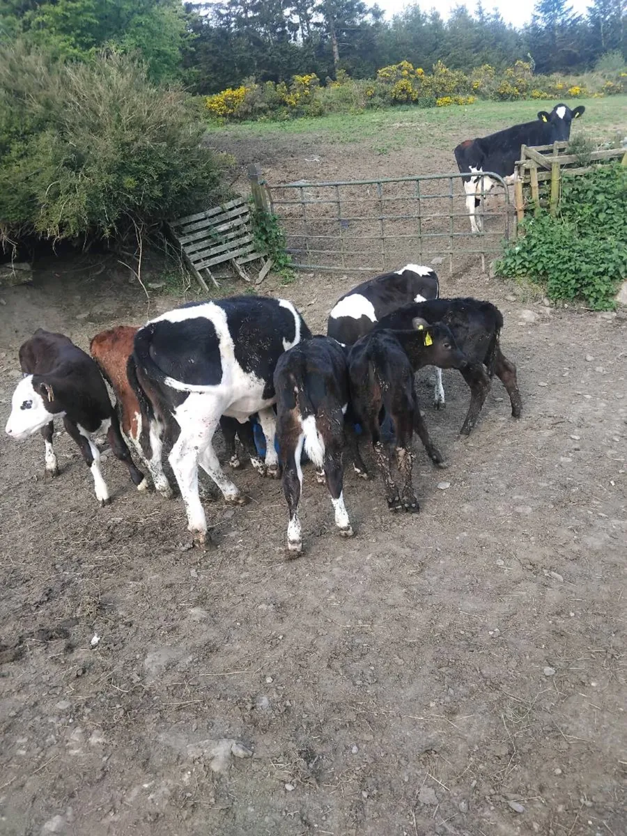 Reared calves - Image 3