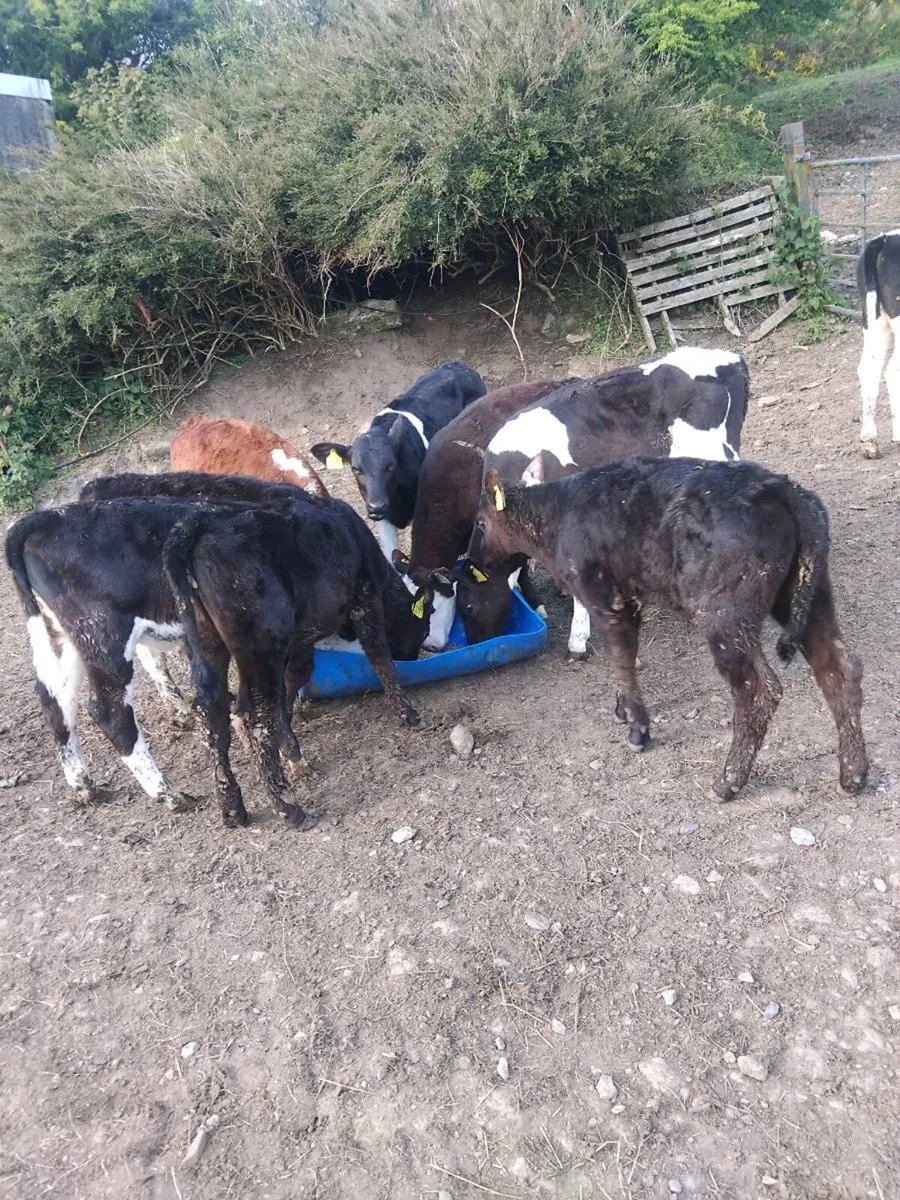 Reared calves - Image 4