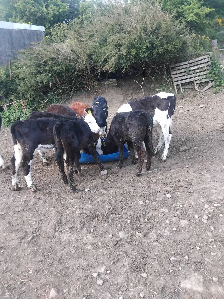 Reared calves - Image 1