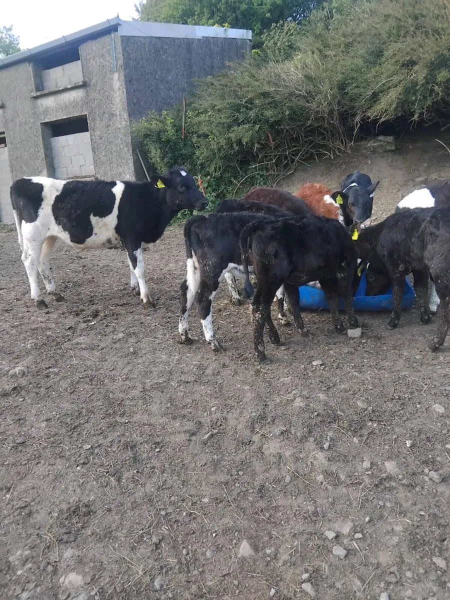 Reared calves - Image 2