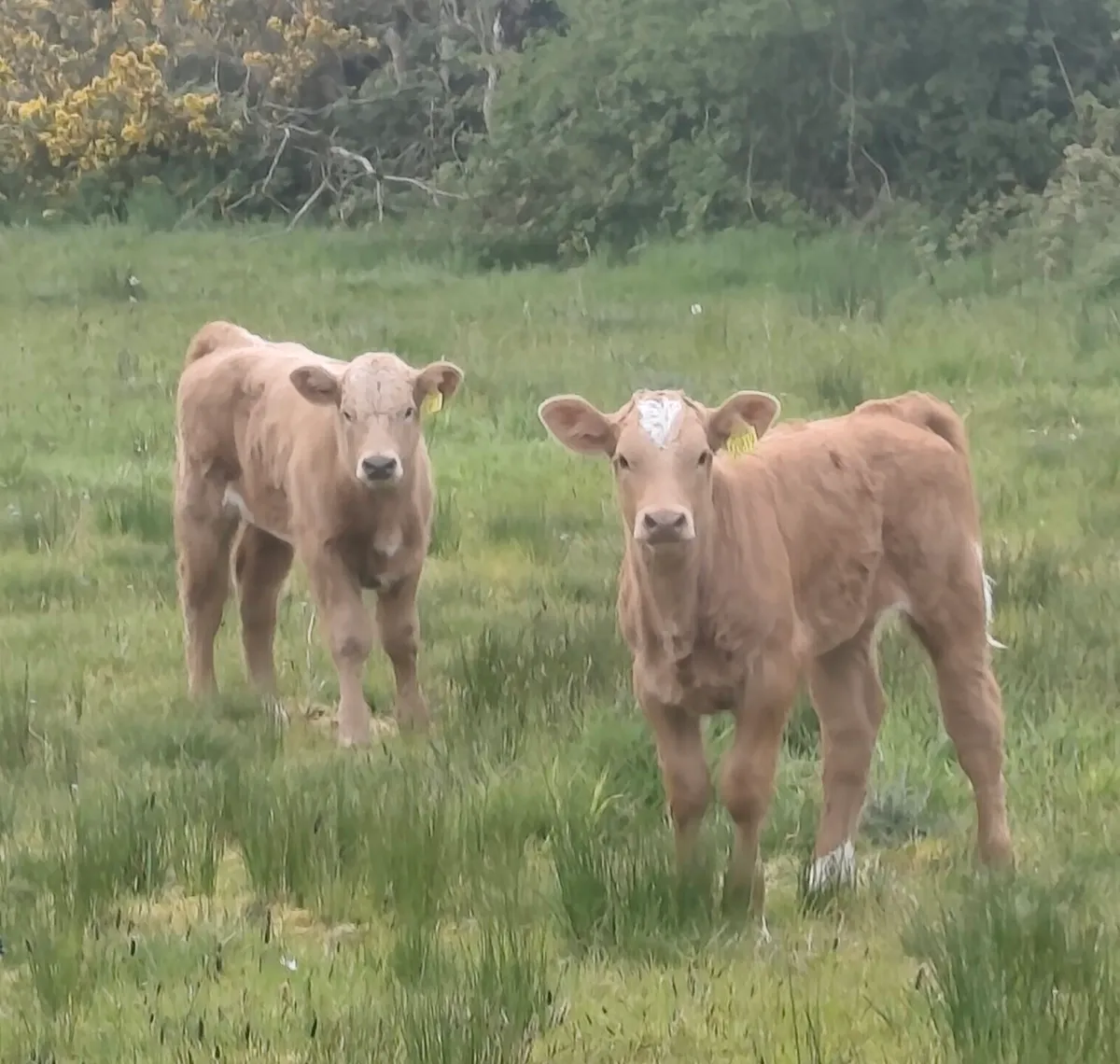 2 Cows with Golden Charolais Heifers calves - Image 2