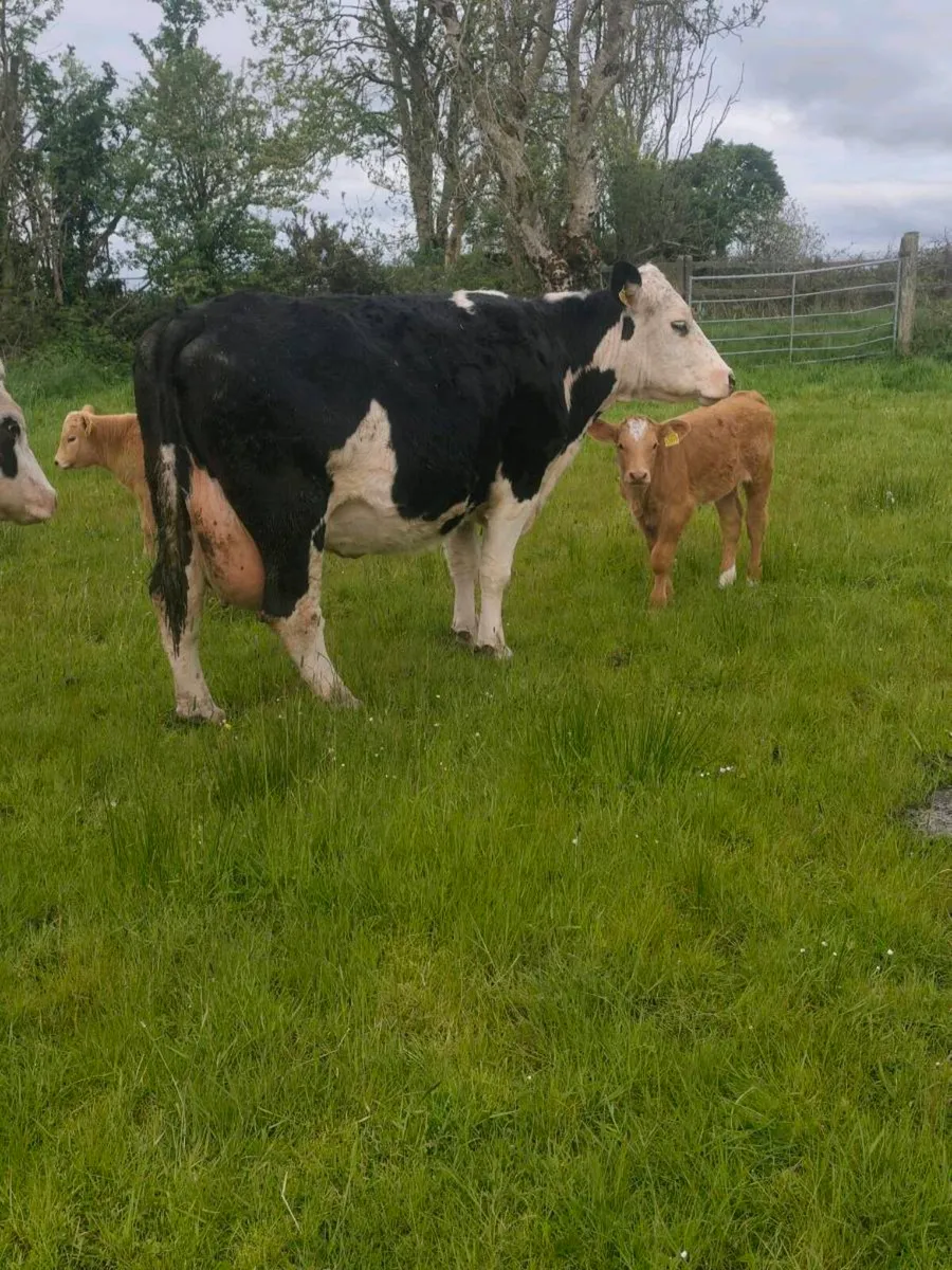 2 Cows with Golden Charolais Heifers calves - Image 3